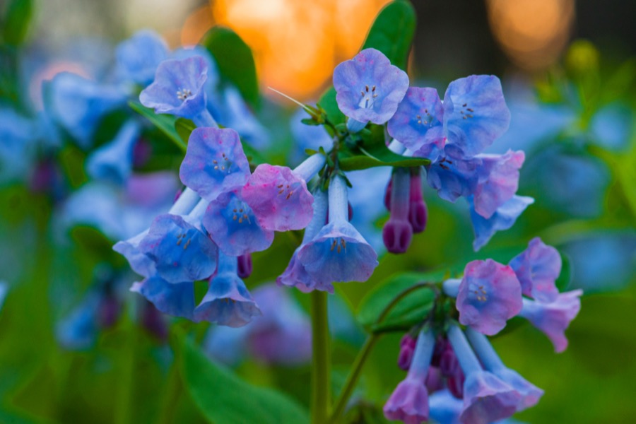Bluebells sunset