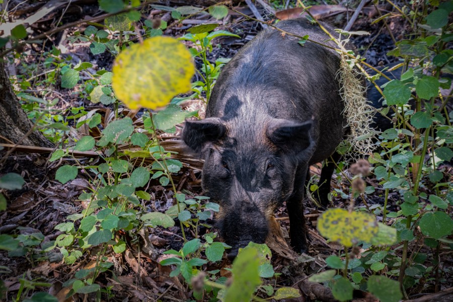 Wild Hog