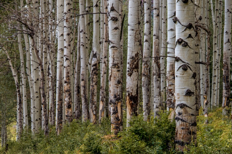 Aspen Tree Grove