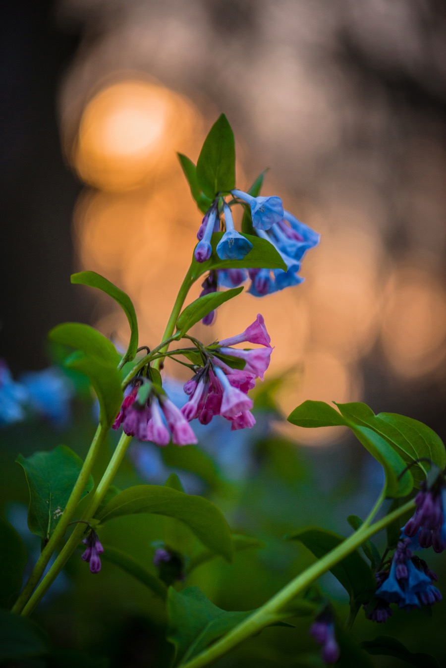 Bluebells At Sunset