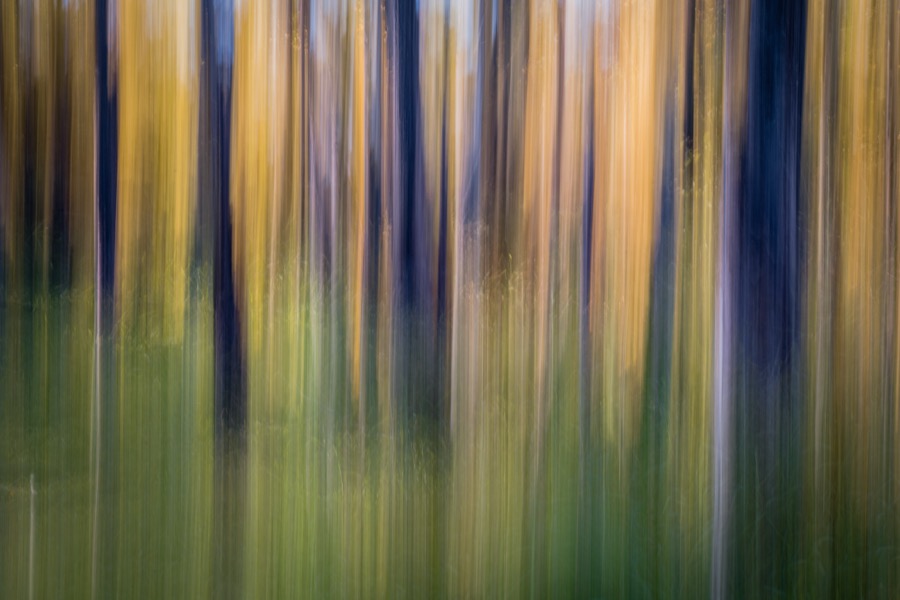 Tree Blur