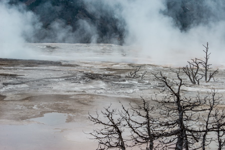 Mammon Hot Springs Steam & Trees Yellowstone National Park