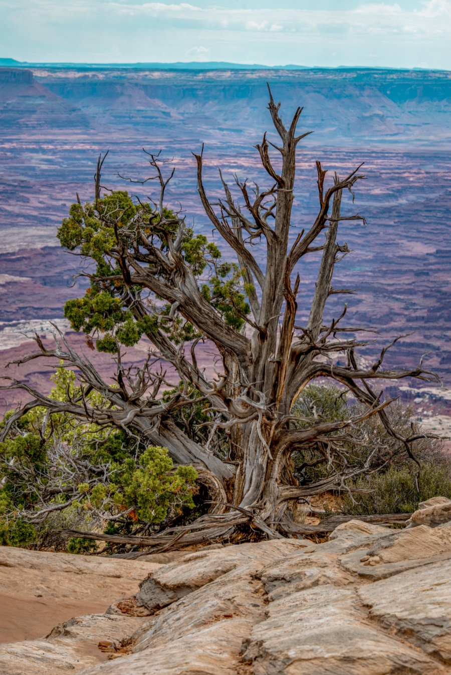 Old Juniper