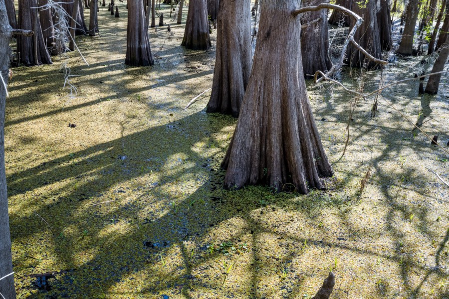 Black Bear Wilderness Area Cypress Tree