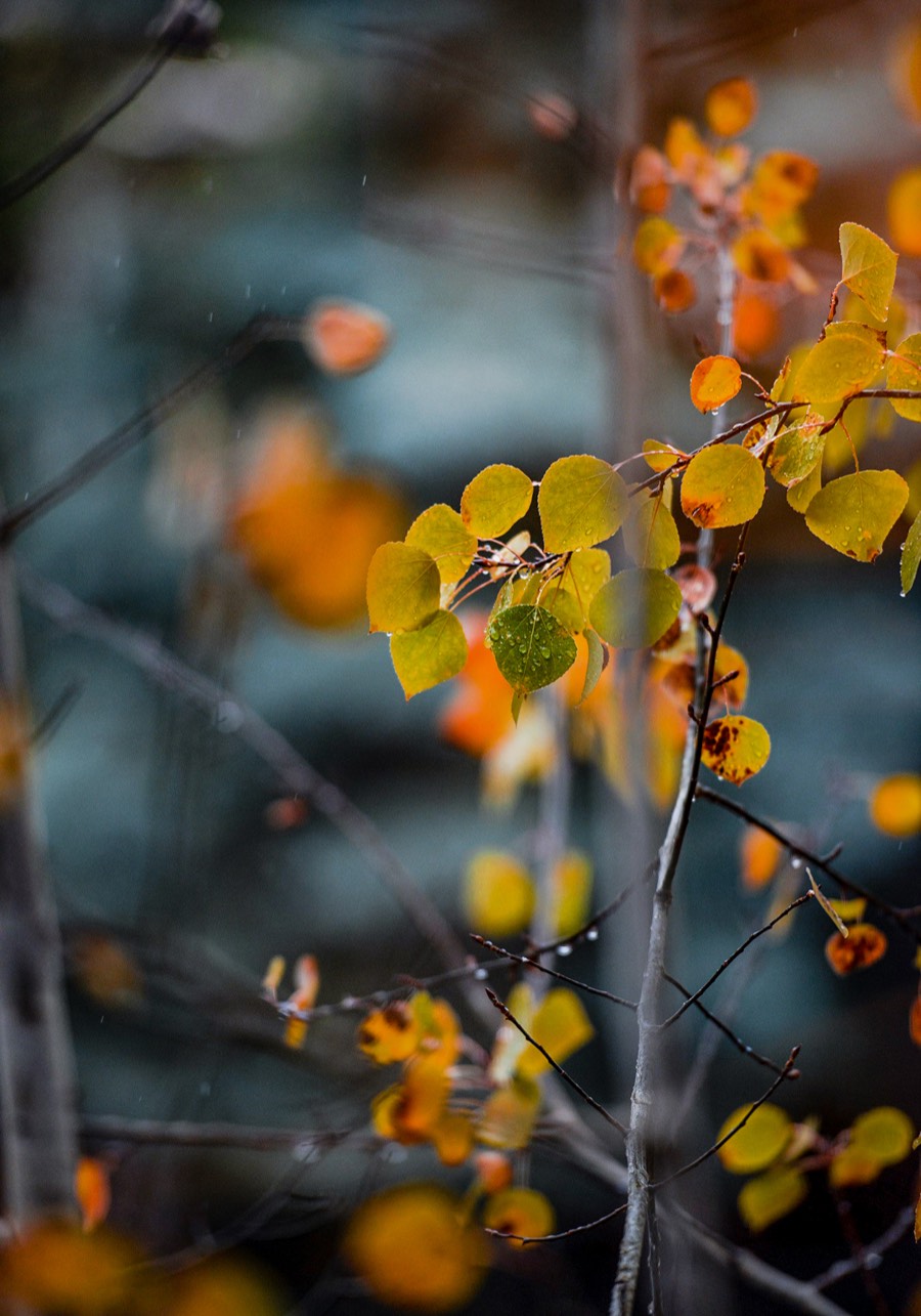 Aspen Leaves in the Rain