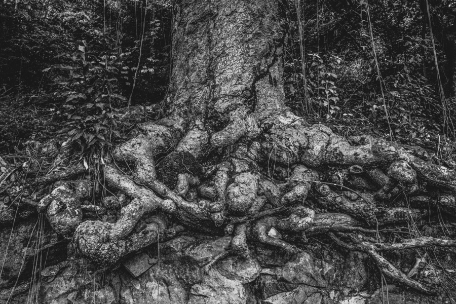 Roots B&W