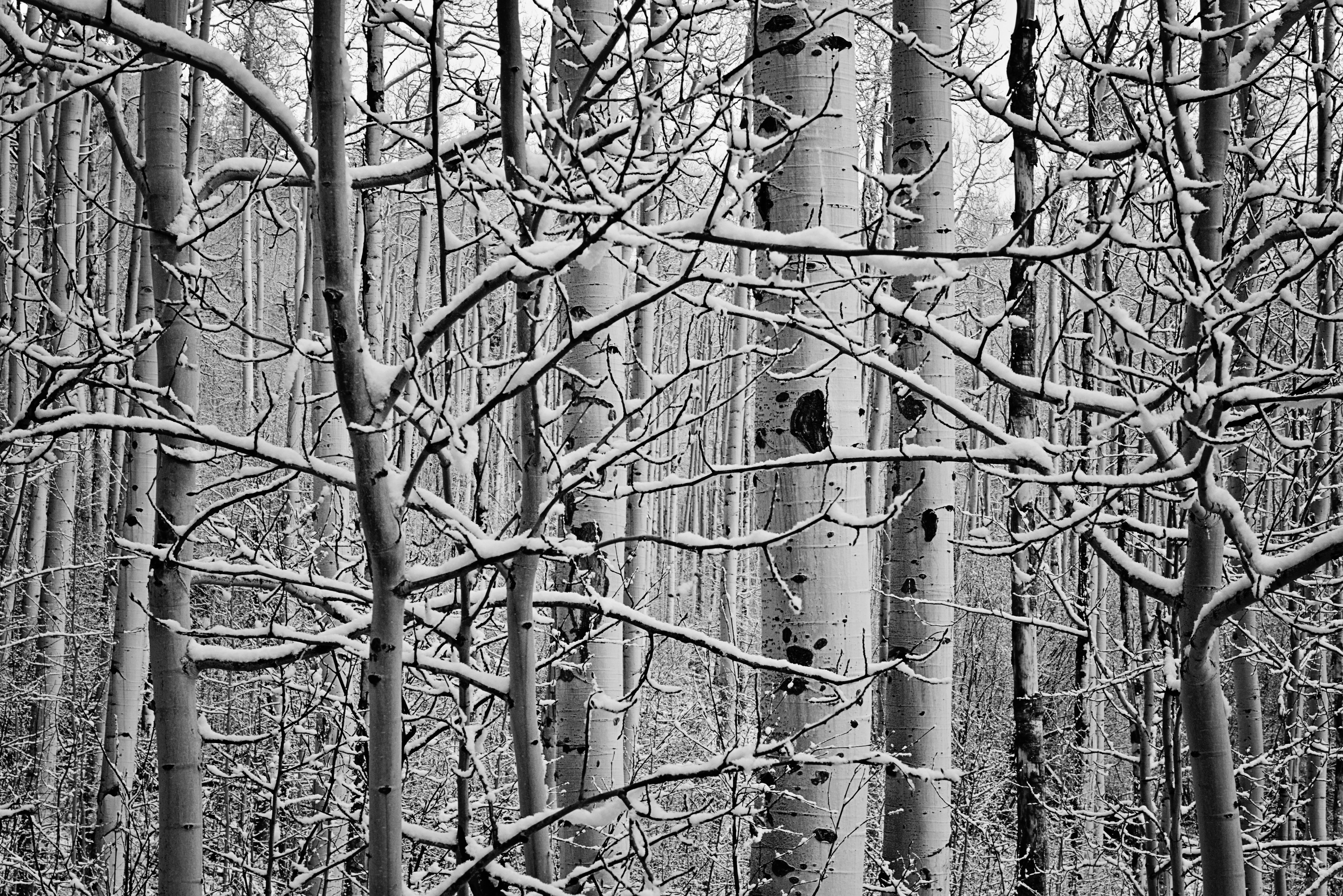Snow Covered Aspen Trees B&W