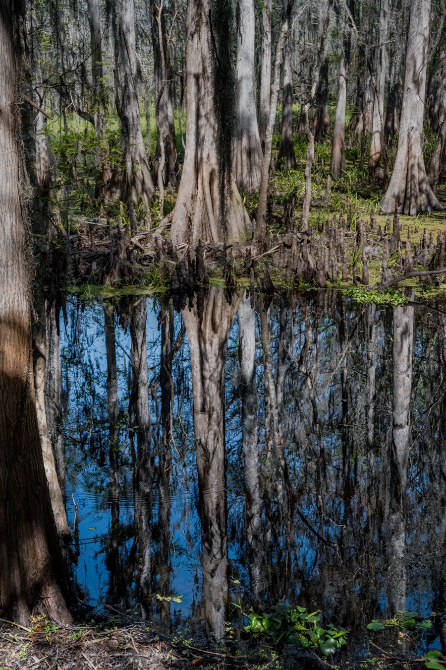 Cypress Reflections