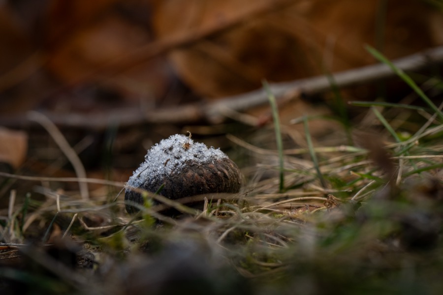 Frost Covered