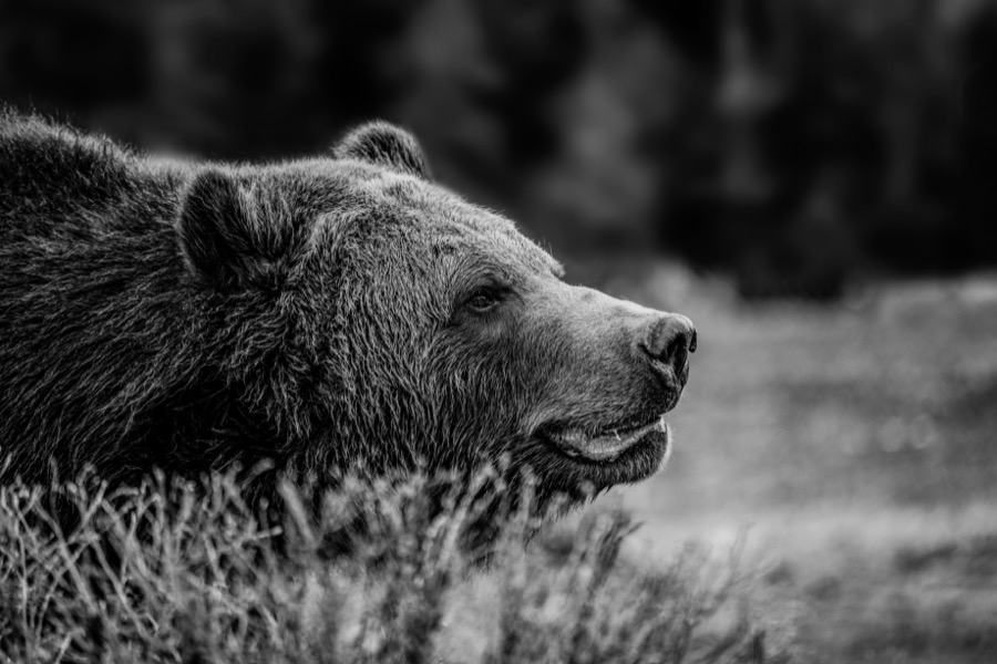 Yellowstone Grizzley B&W