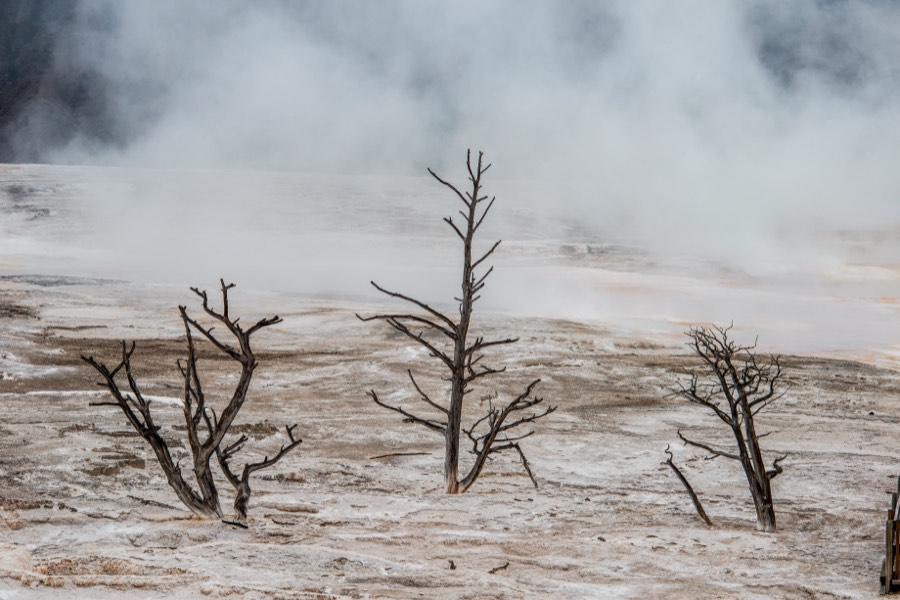Three Trees Yellowstone National Park