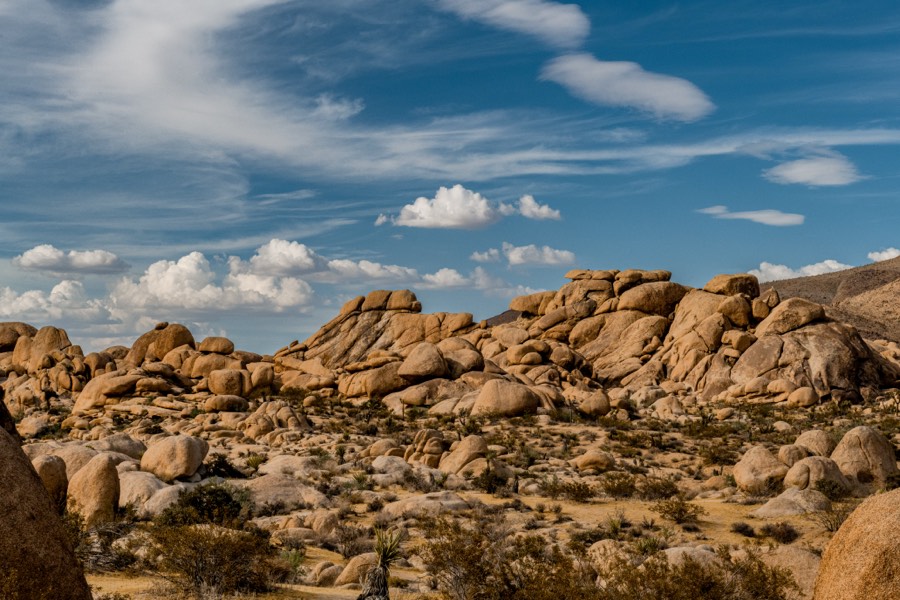Joshua Tree National Park Landscape