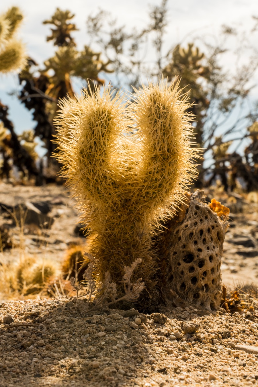 Little Cholla Cactus