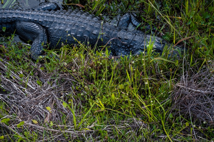 Everglades National Park Alligator Napping