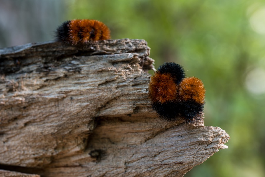 Sleeping Woolly Bear Caterpillars