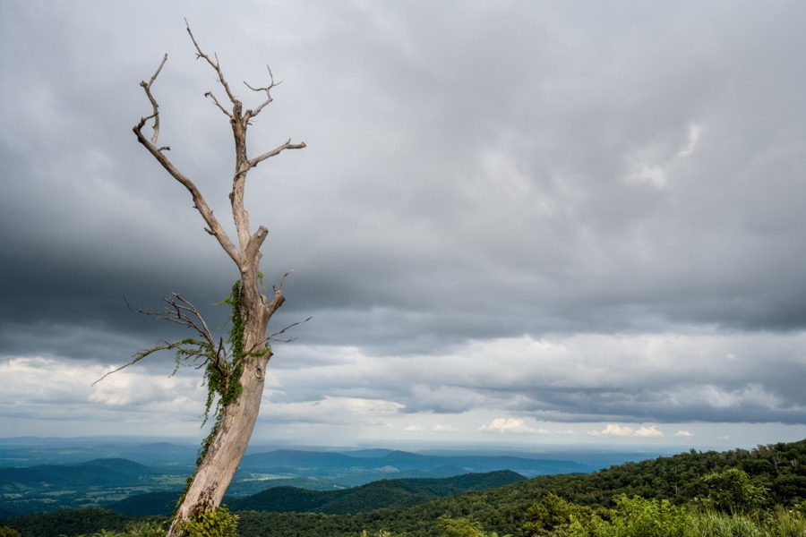 Dead Tree