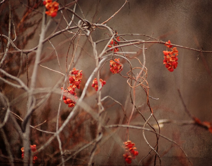 Bronze Winter
