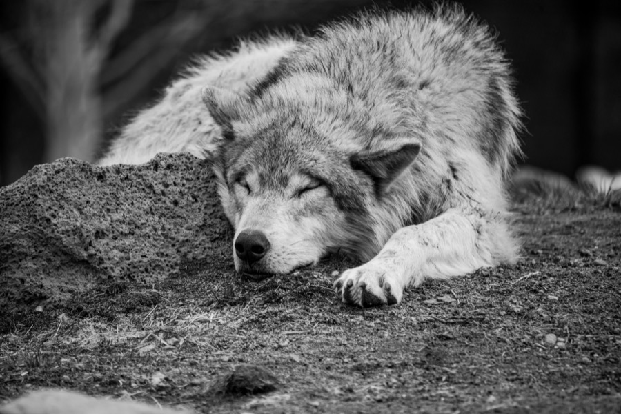 Sleeping Wolf B&W