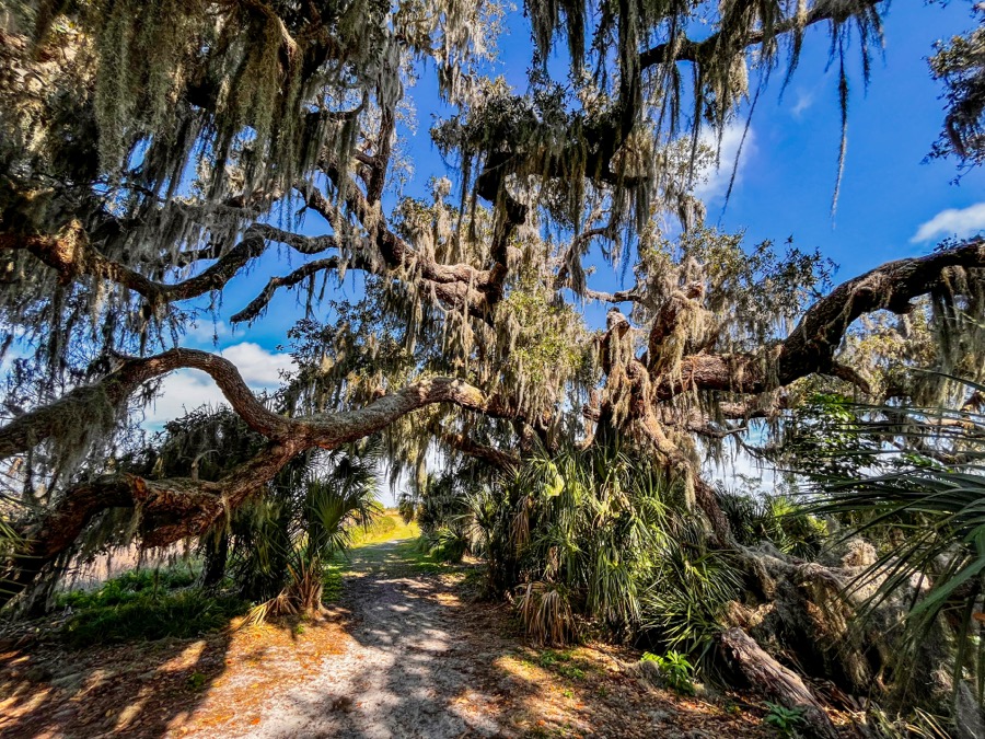 Moss Tree