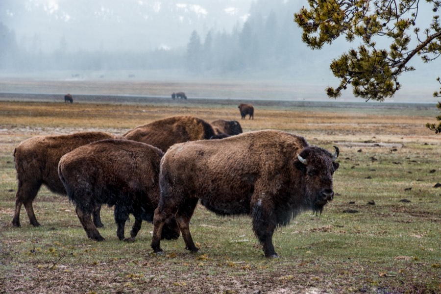 Bison in Yellowstone National Park