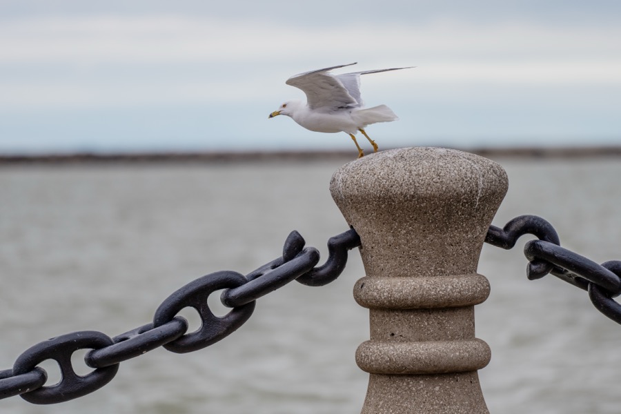 Gull