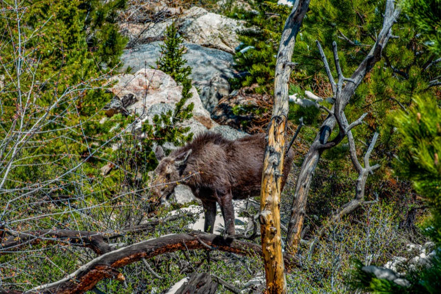 Moose in Rocky Mountain National Park