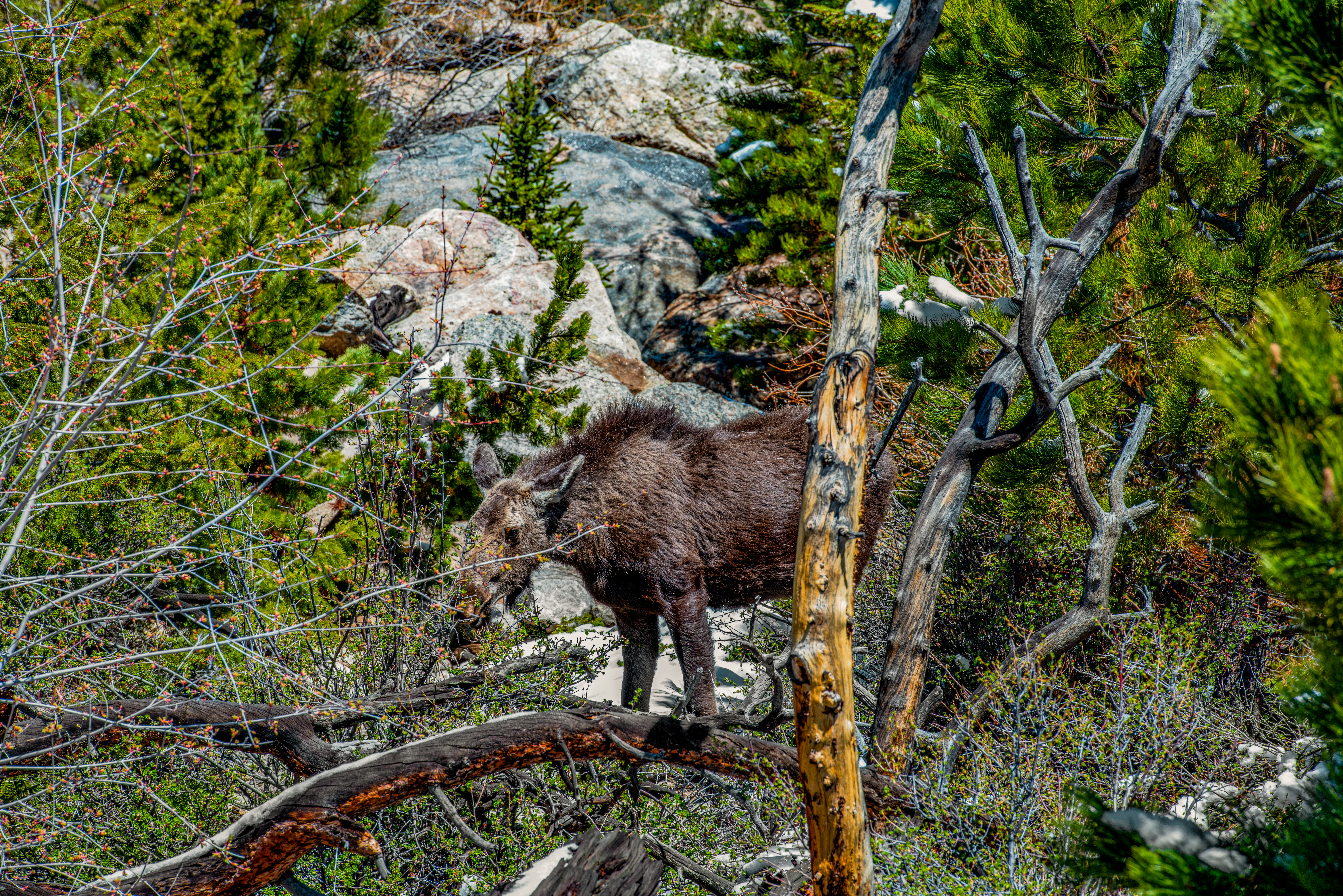 Moose in Rocky Mountain National Park