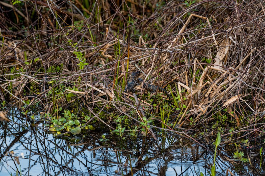 Baby Alligators