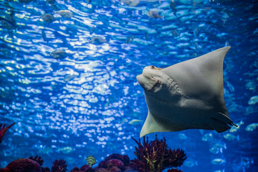 Stingray