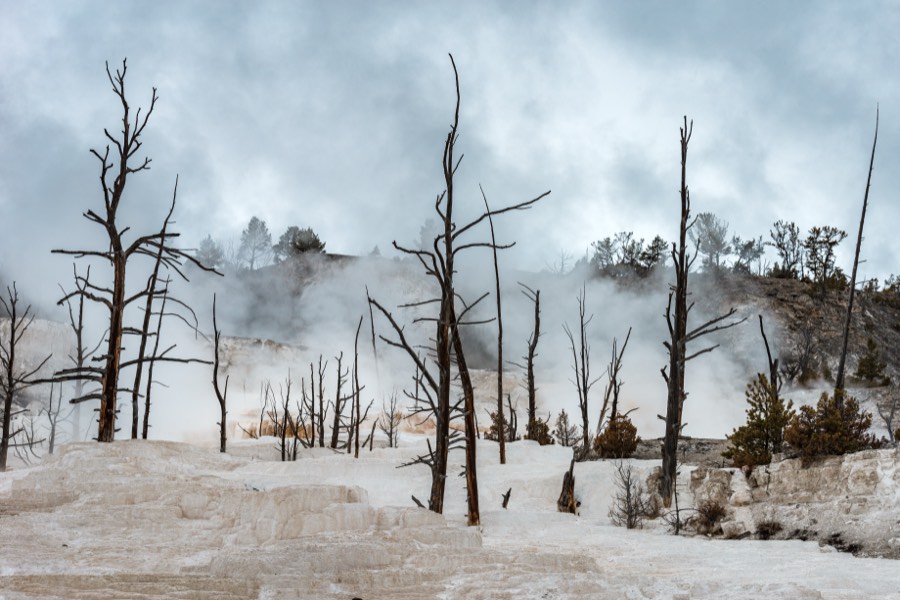 Morning steam at Mammoth Hot Spring Yellowstone National Park