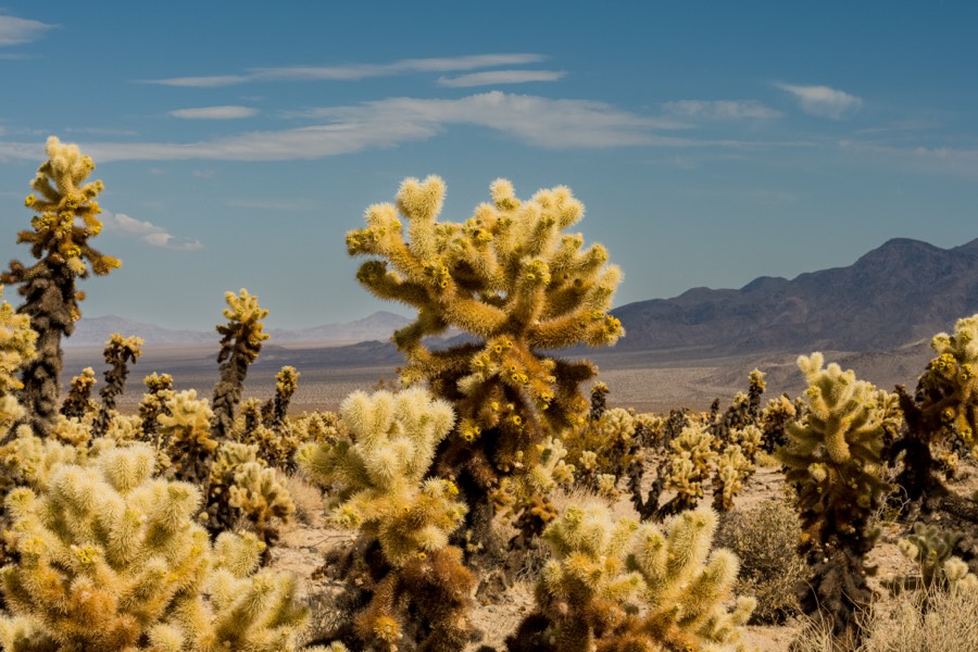 Cholla Cactus Garden Joshua Tree